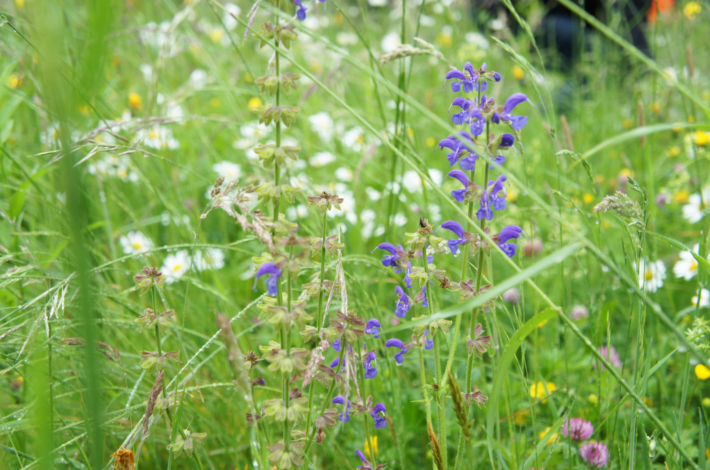 Charte des Jardins – Quelques mètres carrés de gazon contre une prairie fleurie